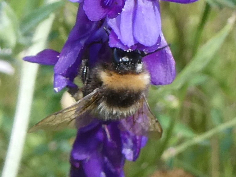 abgeflogene Gartenhummel
