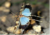 Blauflügelige Ödlandschrecke