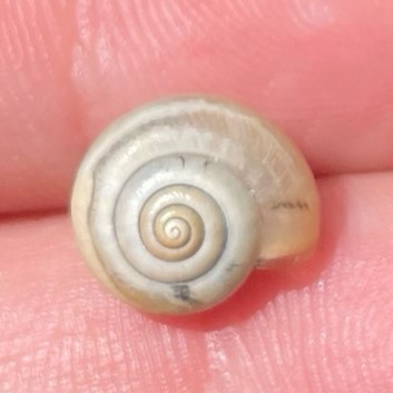 Kartäuserschnecke