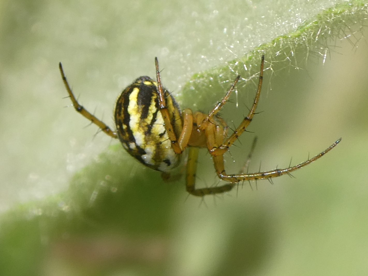 Streifenkreuzspinne