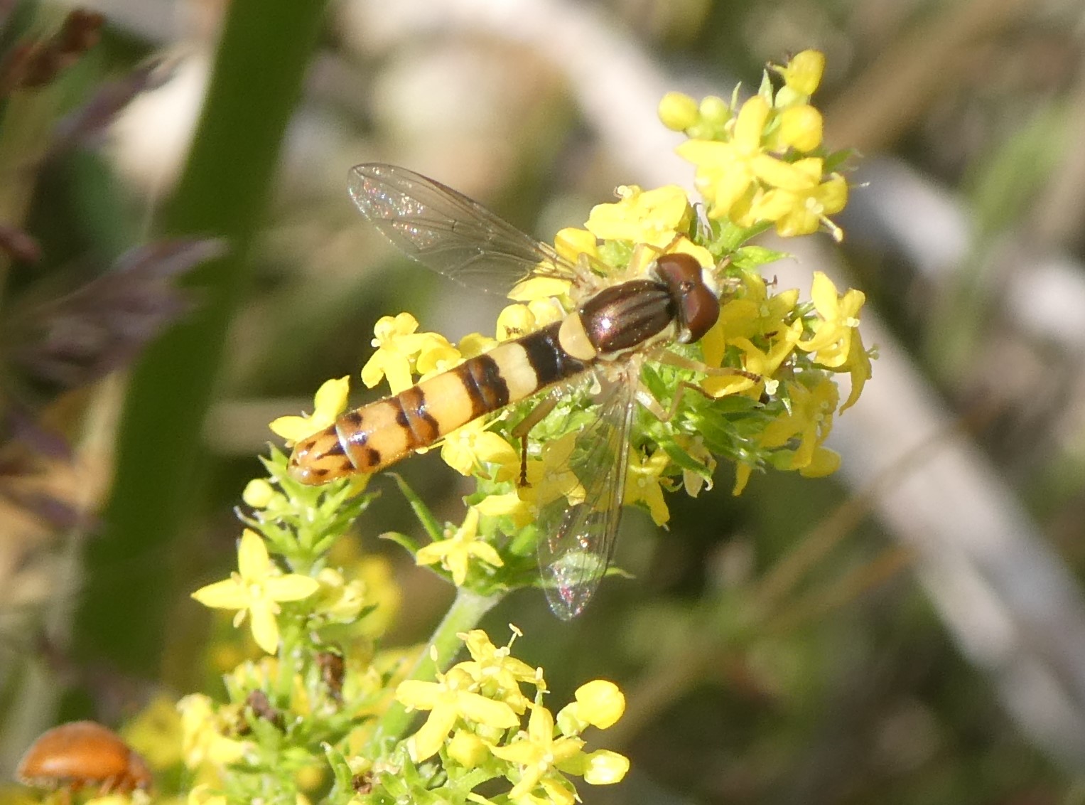 Stiftschwebfliege