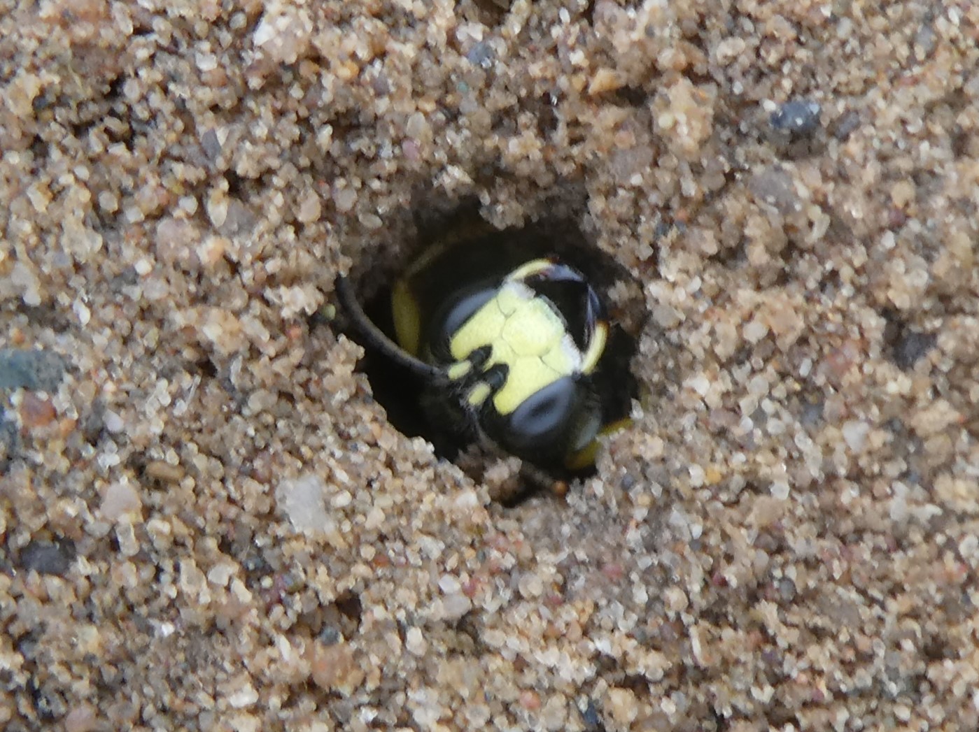 bienenjagende Knotenwespe in unserer Sandfläche