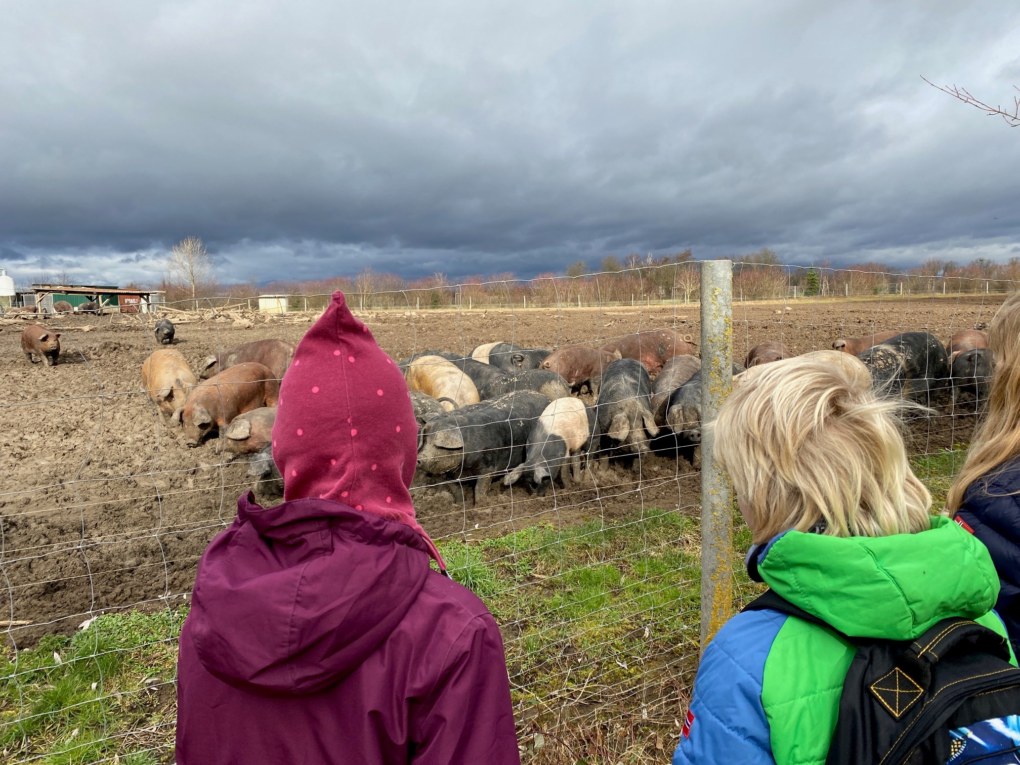 Besuch bei Wild- und Sattelschweinen