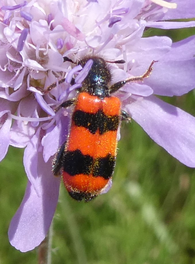 gemeiner Bienenkäfer