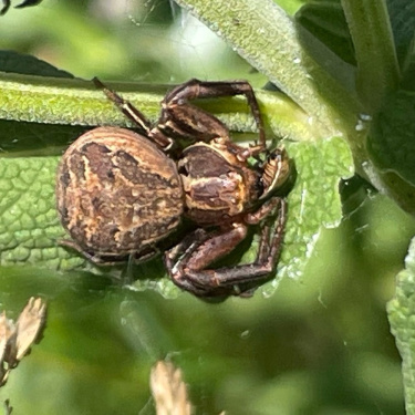 Buschkrabbenspinne
