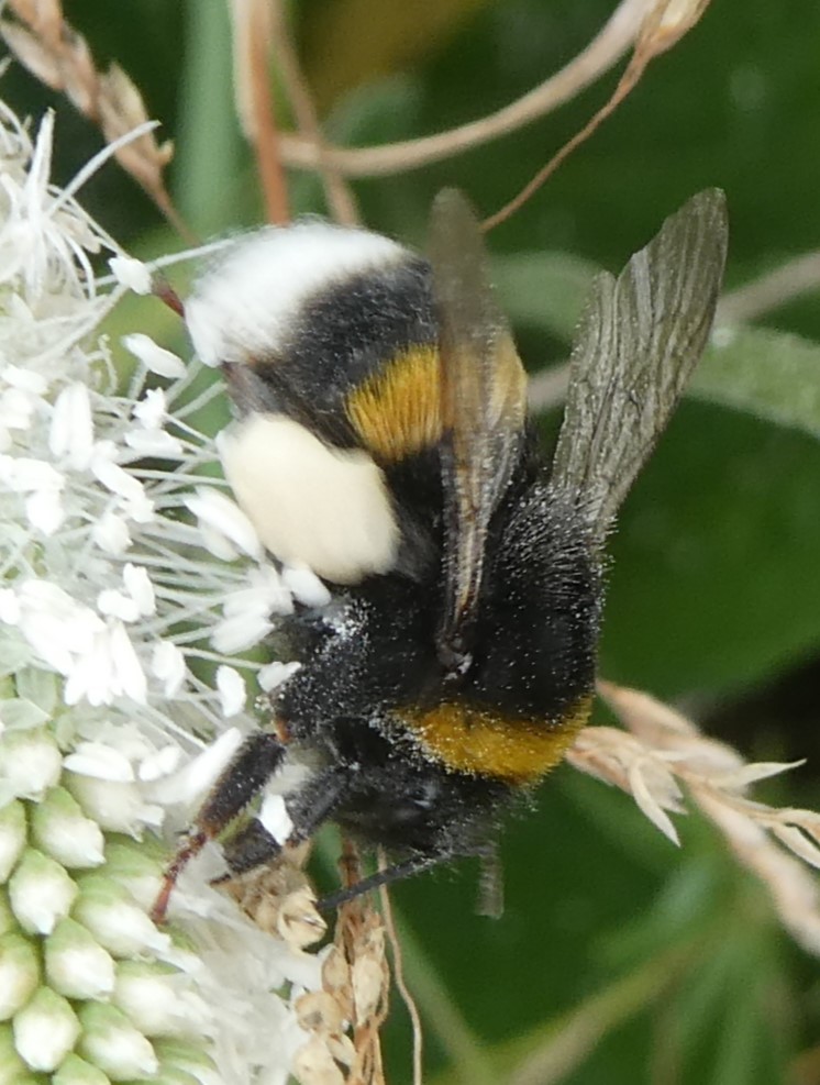 Erdhummel