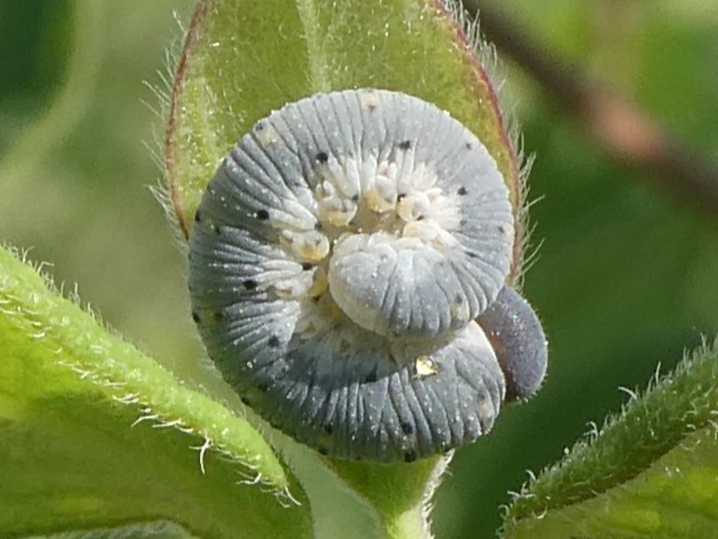 Gilbweiderich-Blattwespen-Larve