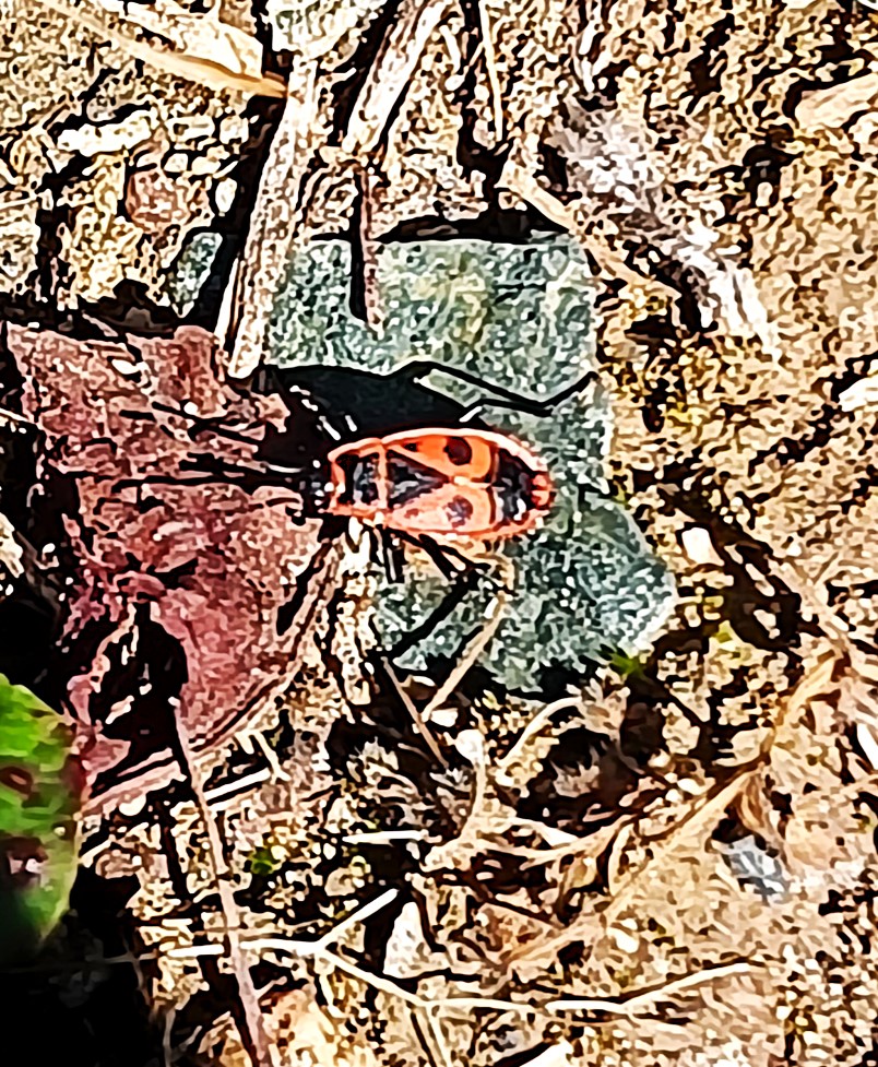 Feuerwanze