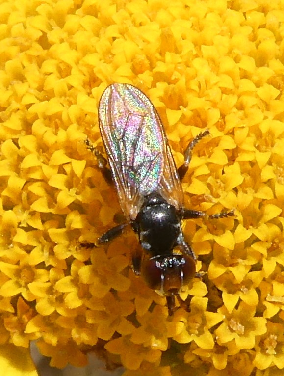 Fliege