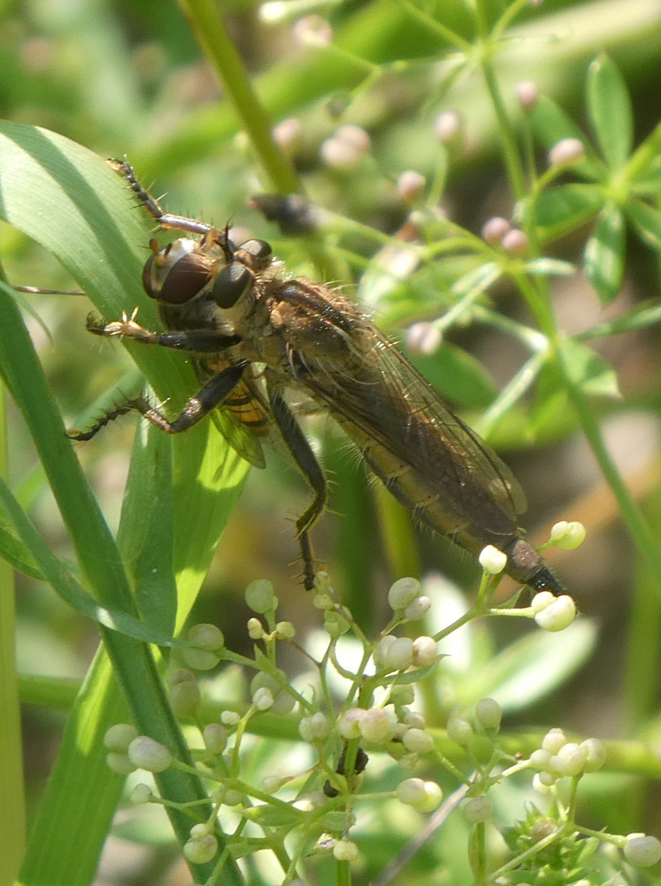 schlichte Raubfliege mit Beute