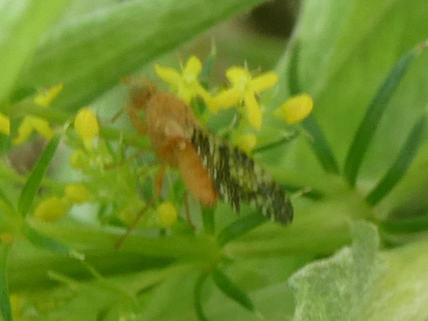 Bohrfliege