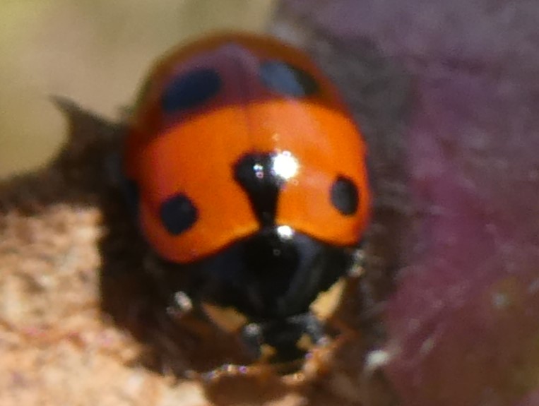 Hügelmarienkäfer
