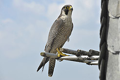 Wanderfalke am Kirchturm