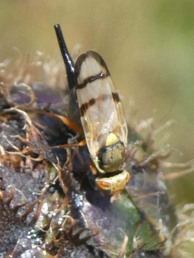 gelbe Distelbohrfliege