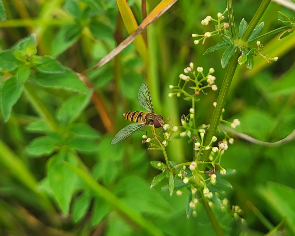 Hainschwebfliege