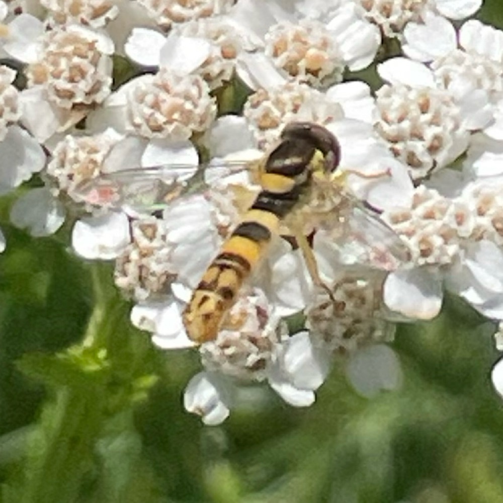 Stiftschwebfliege