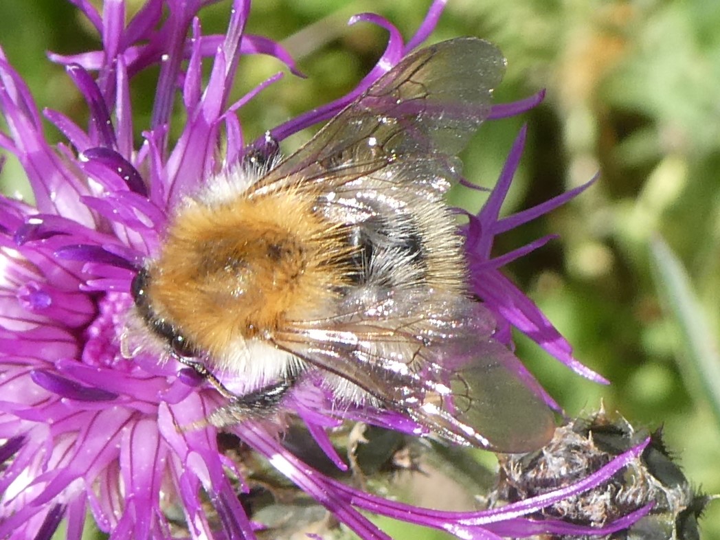 Ackerhummel