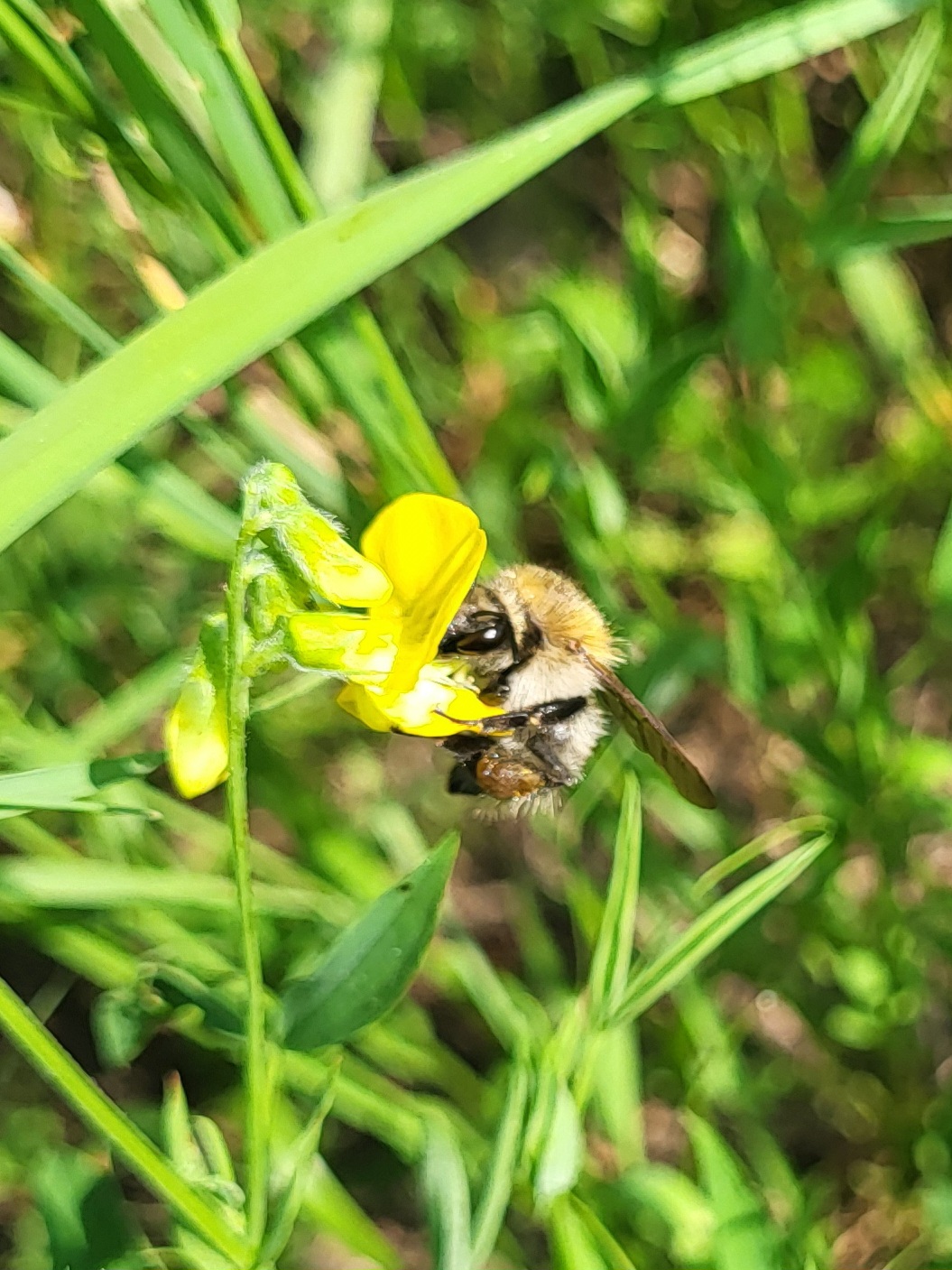 Ackerhummel
