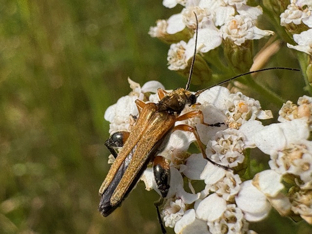 echter Schenkelkäfer