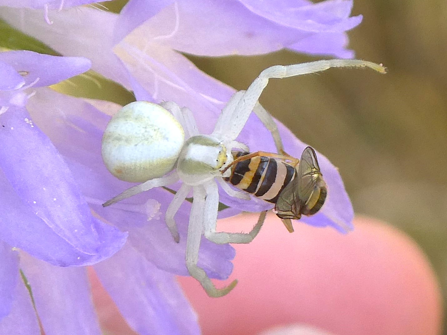 veränderliche Krabbenspinne mit Beute
