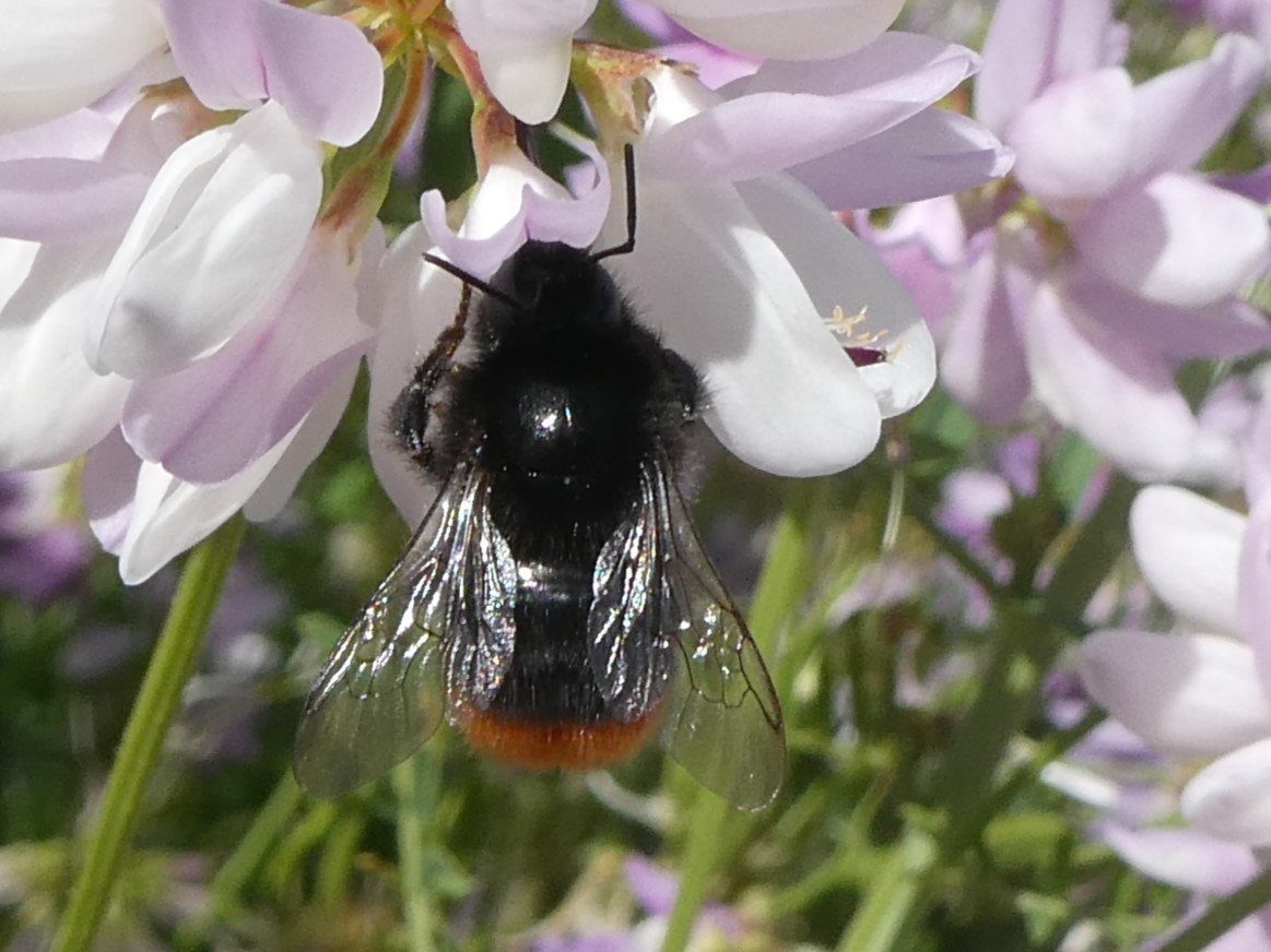 Steinhummel