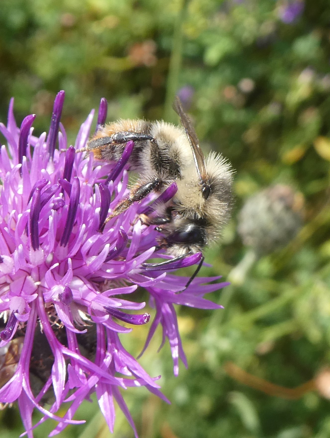 Waldhummel