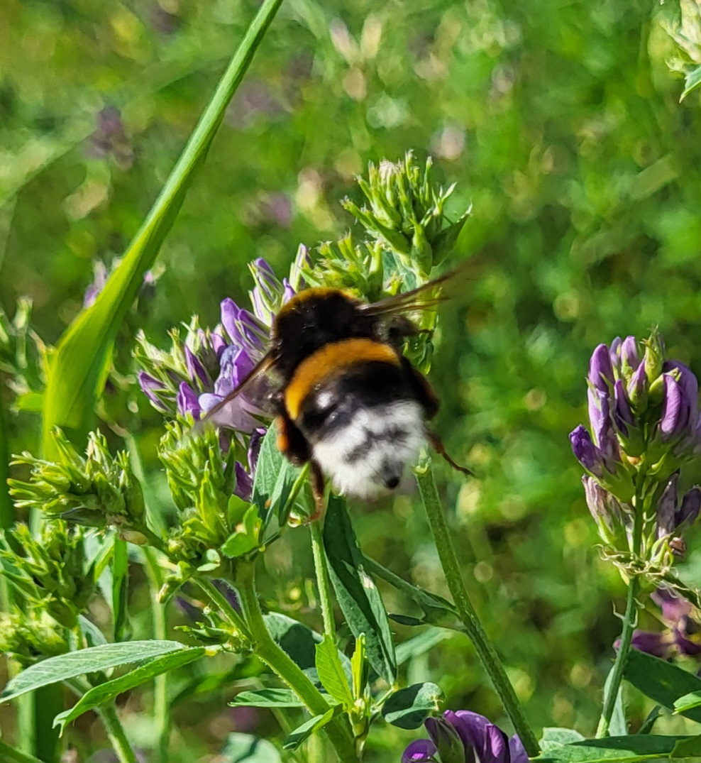Erdhummel