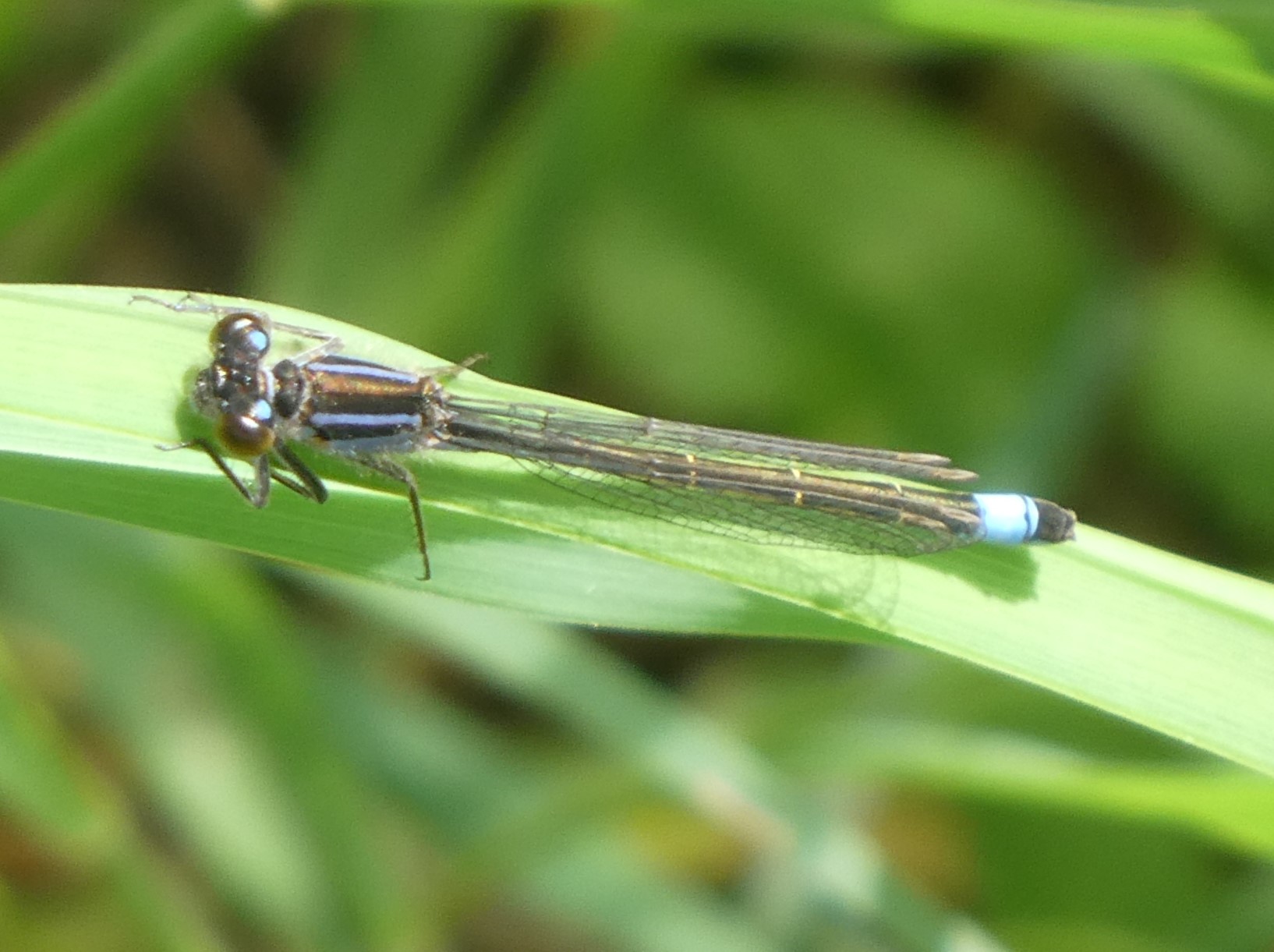 große Pechlibelle