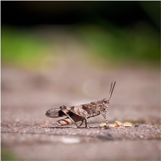 Blauflügelige Ödlandschrecke Foto: Olaf Lübke.