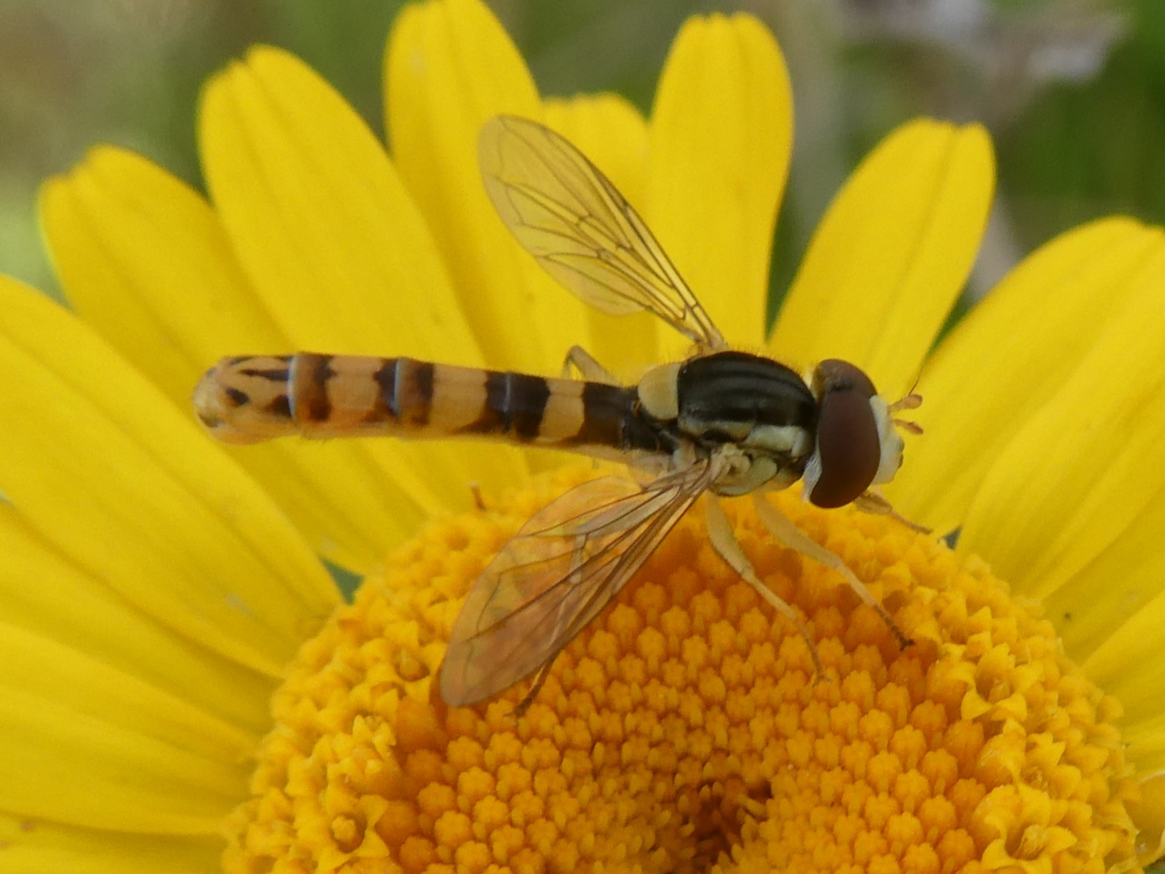 Stiftschwebfliege