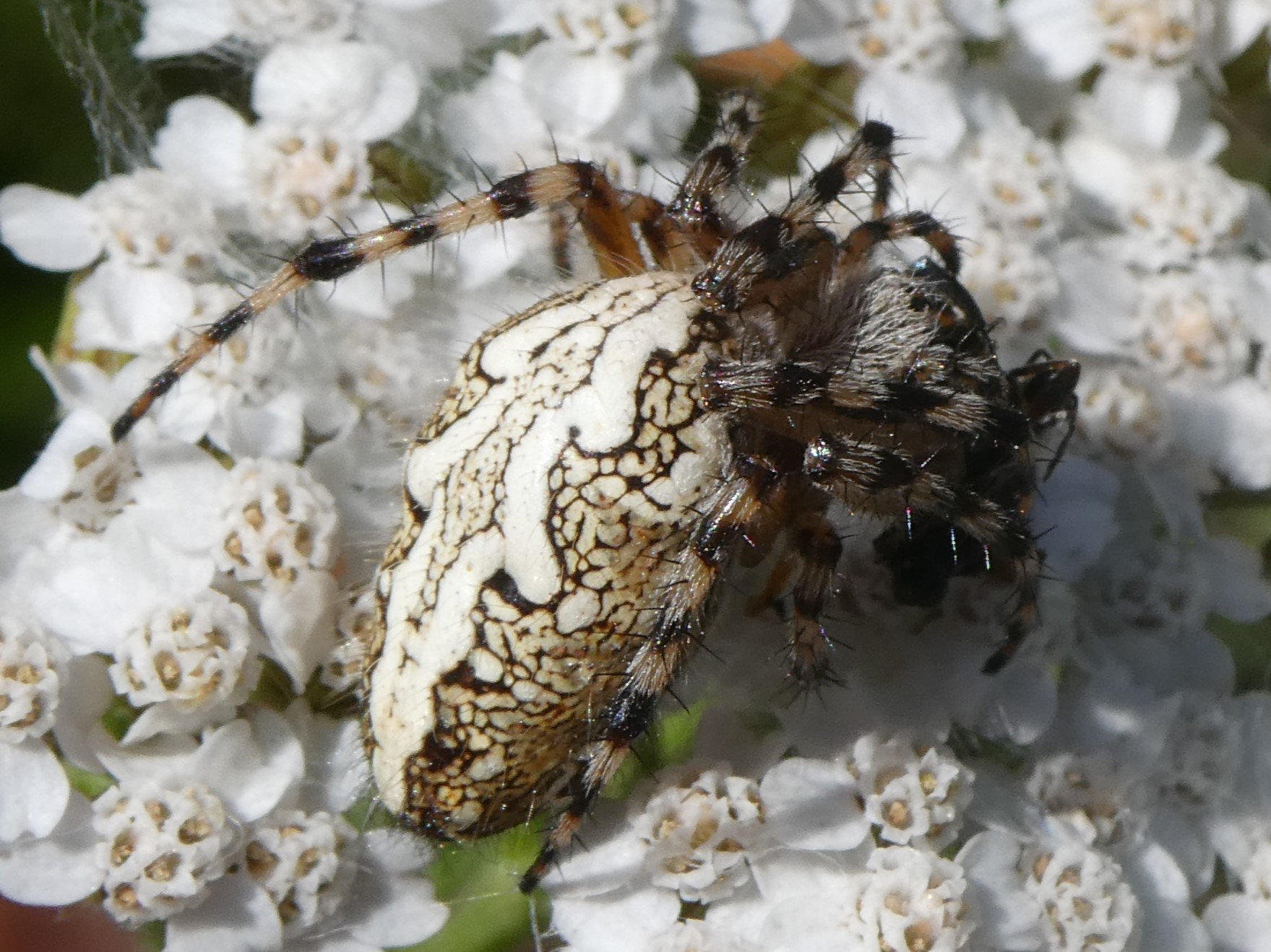 Eichenblattspinne