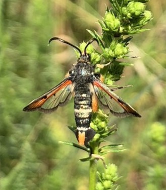 roter Ampfer-Glasflügler