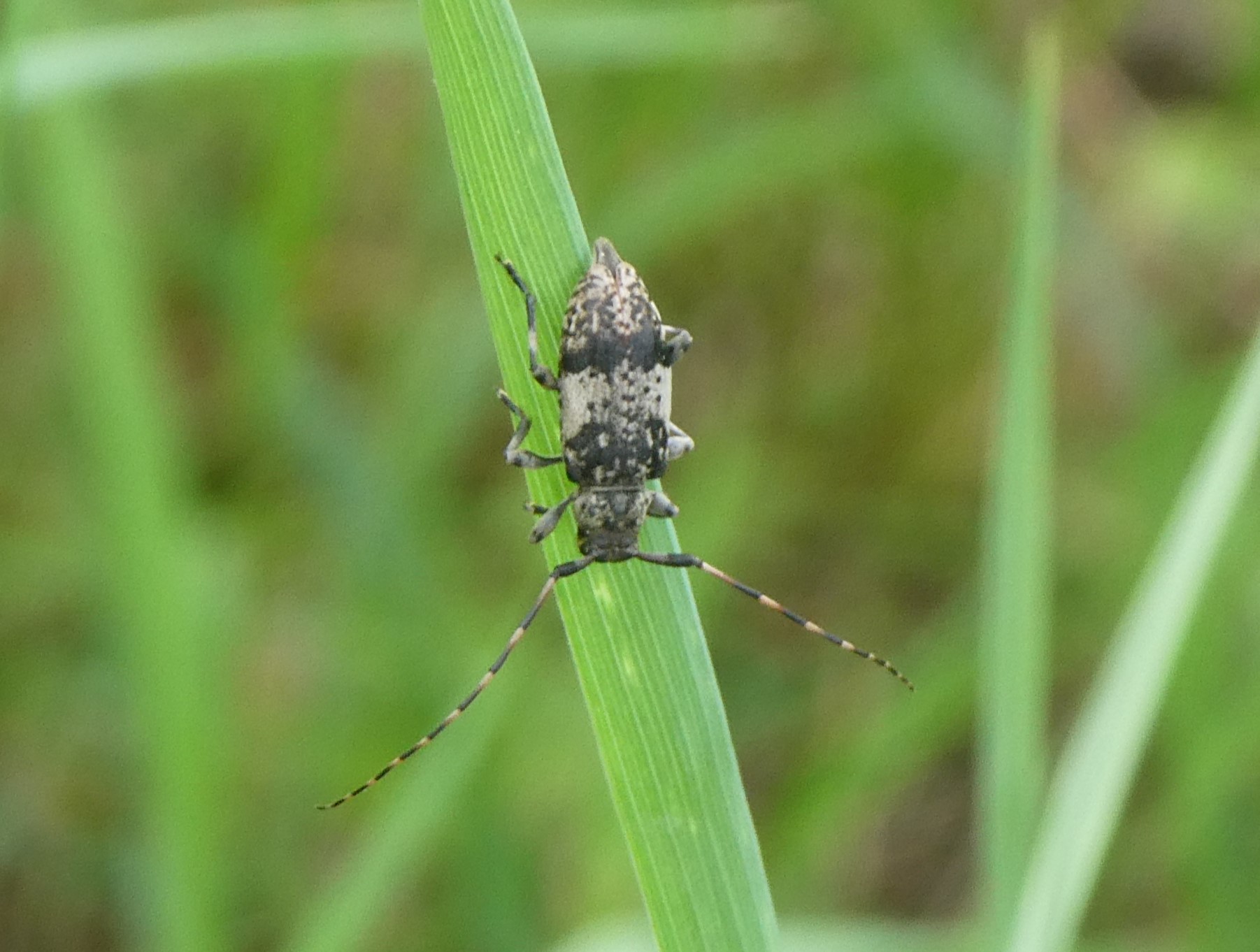 Bockkäfer (Leiopus)