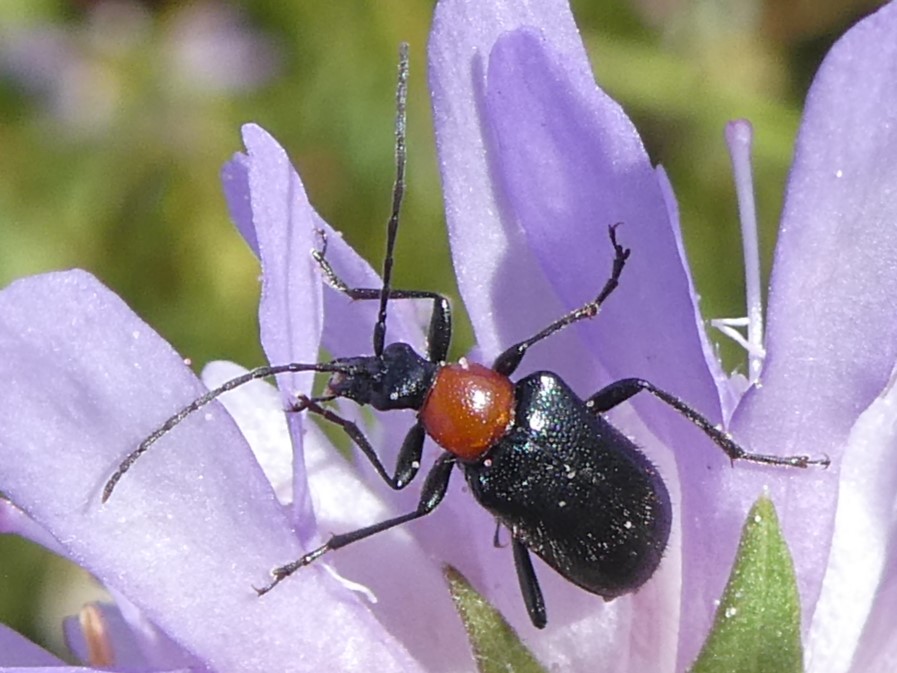 blauschwarzer Kugelhalsbock