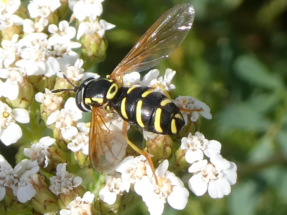 Frühlings-Wespenschwebfliege
