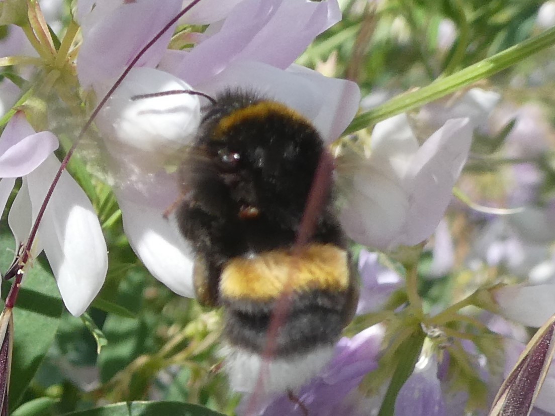 Erdhummel