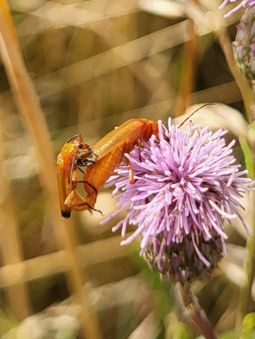 roter Weichkäfer
