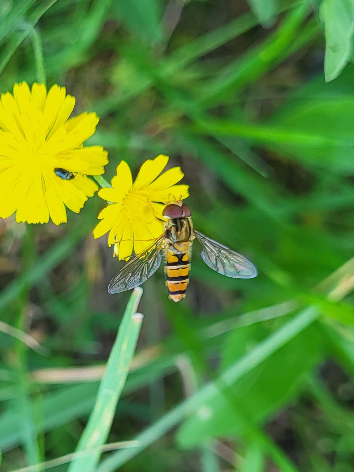 Hainschwebfliege