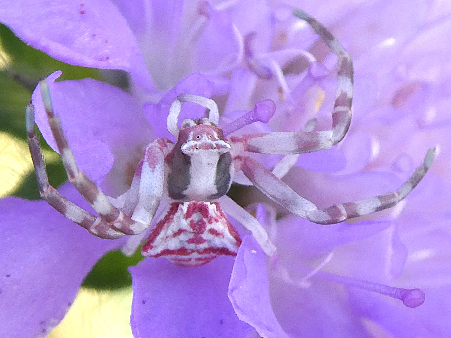 kein Insekt - aber ziemlich cool - Blumenkrabbenspinne