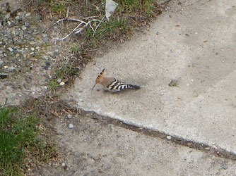 Wiedehopf, Foto: Thomas Specht