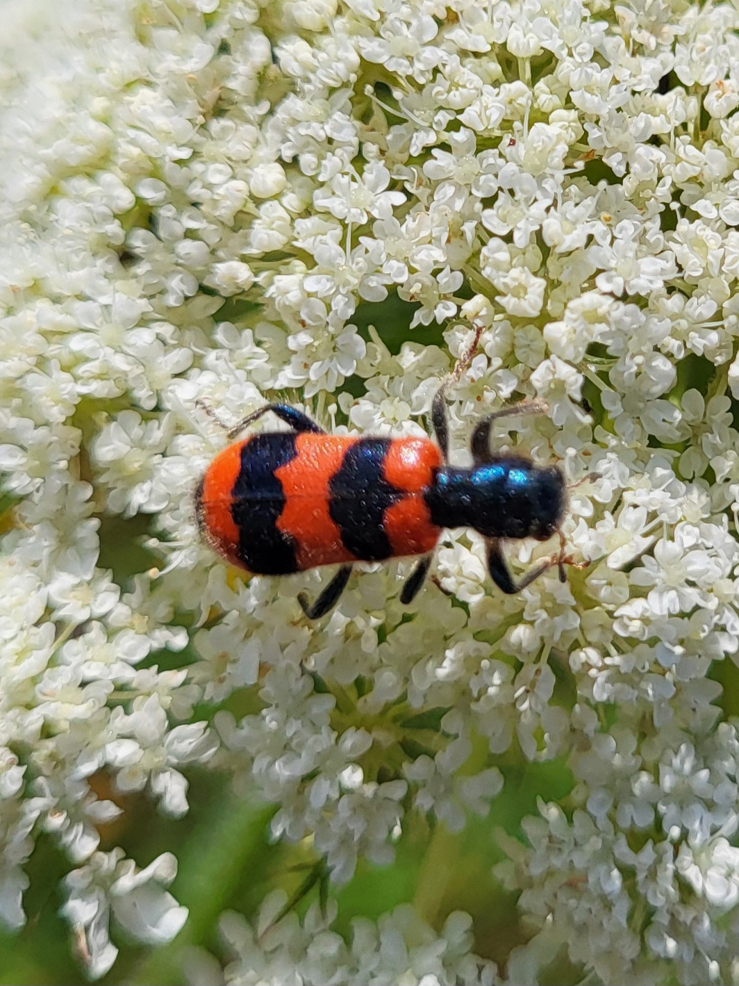 gemeiner Bienenkäfer