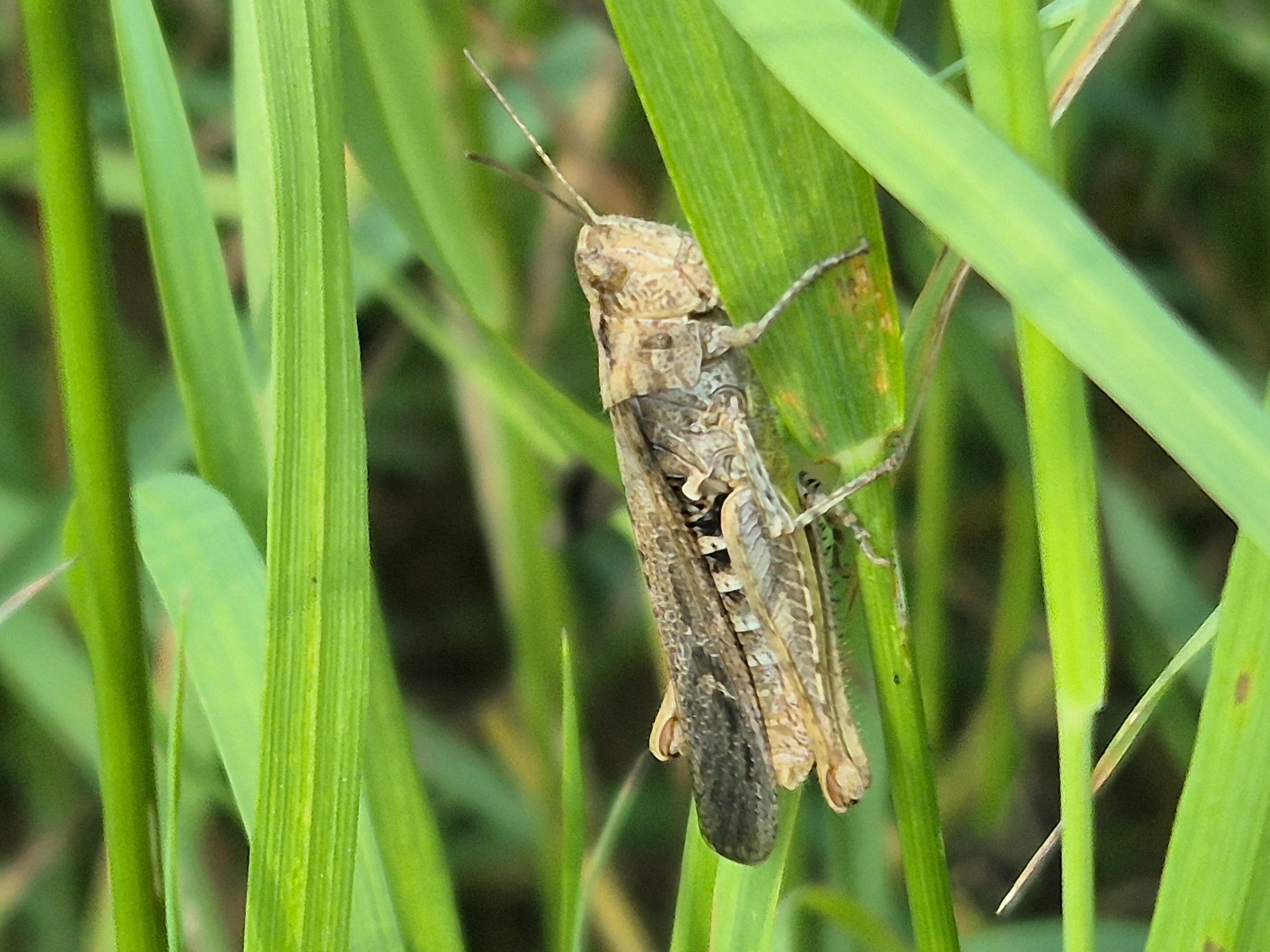 brauner Grashüpfer (Artenkomplex Biguttulus-Gruppe)