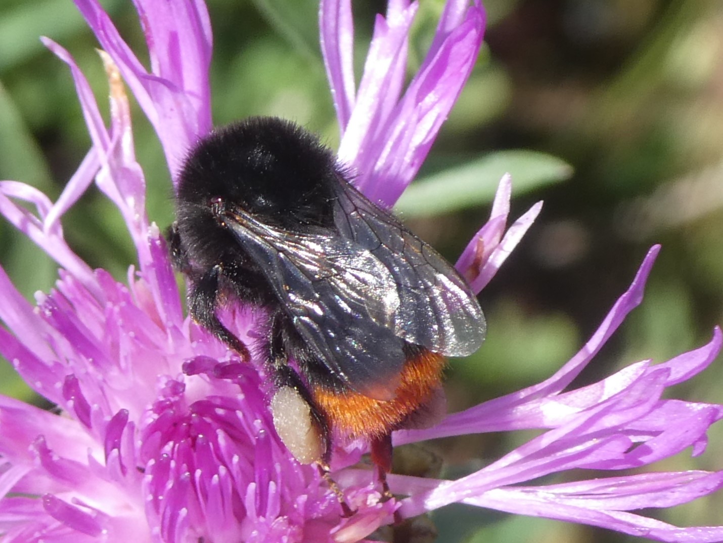 Steinhummel, Foto NABU GG