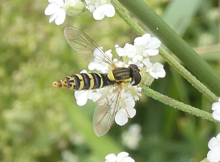 Stiftschwebfliege