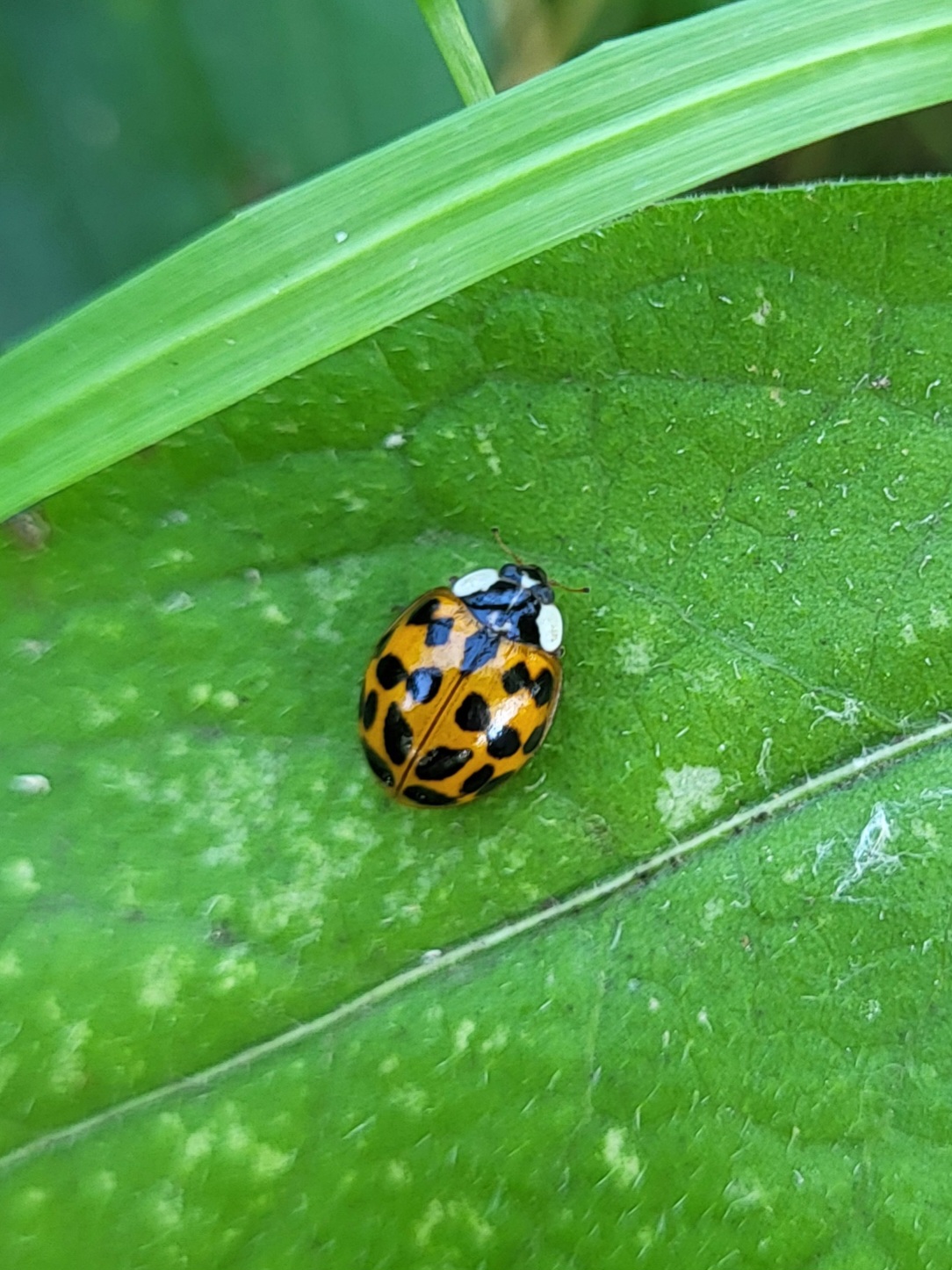 asiatischer Marienkäfer