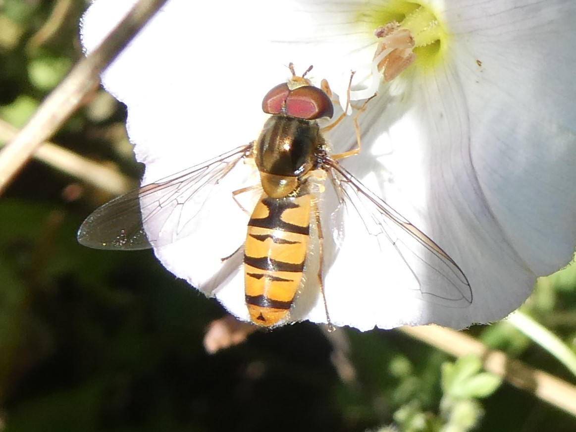 Hainschwebfliege, Foto NABU GG