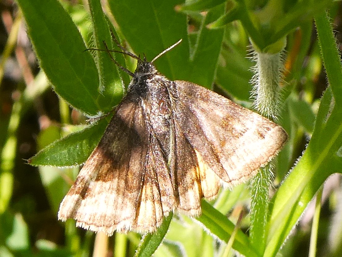 braune Tageule