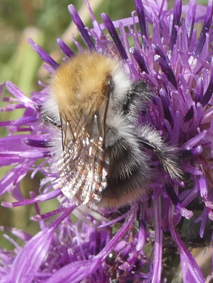 Ackerhummel