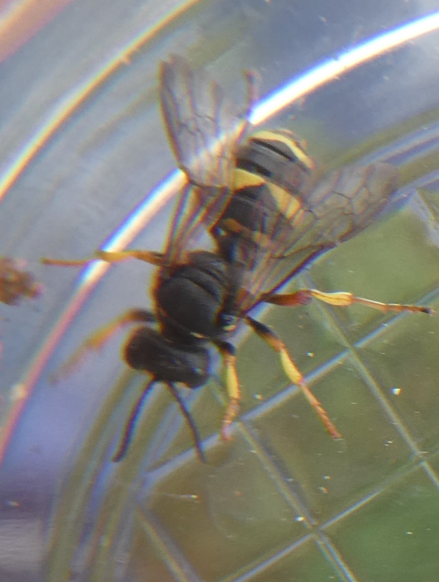 bienenjagende Knotenwespe