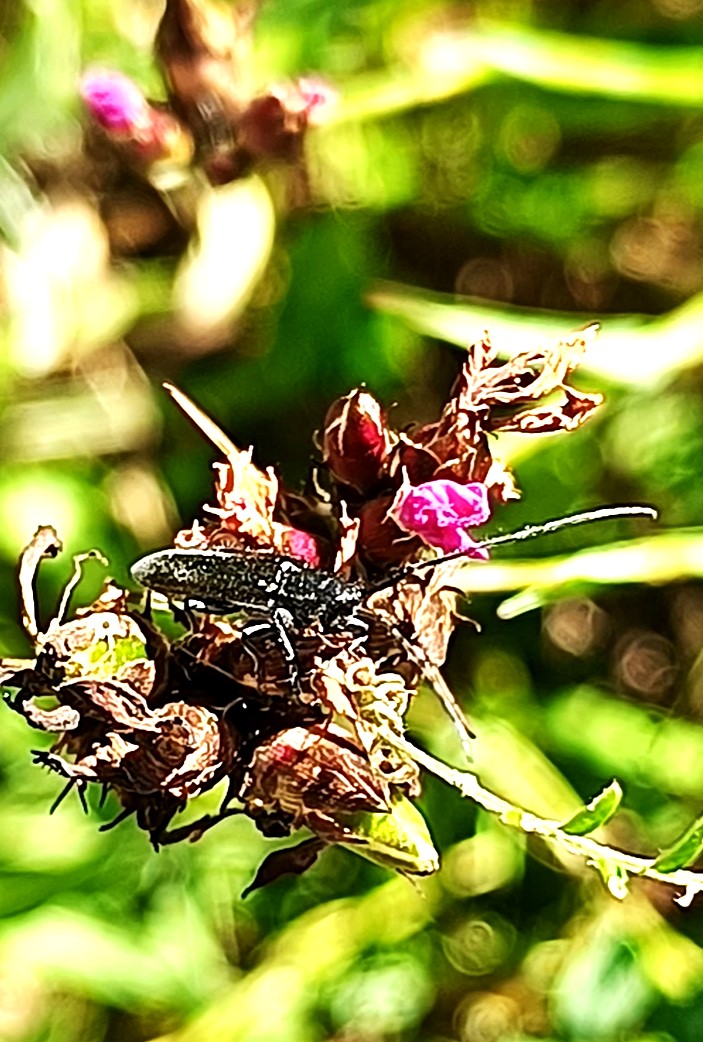 kleiner Eichenbock